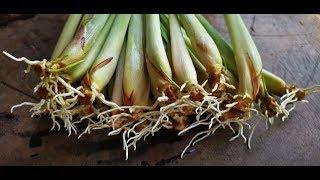 How to grow Lemongrass from cutting