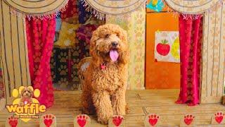 Waffle's Wonderful Art & More! | Waffle The Wonder Dog Compilation For Kids | WildBrain Zigzag