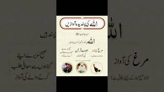 Beautiful status #quotes #bestquotes #love #goldenwords #motivation #beautiful #urdu #ytshorts #100