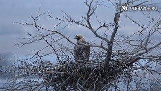 В Ульяновской области солнечный орел вьет гнездо на камеру