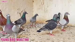 Peace Loft Young Bird Moulting | Racing Pigeon | Kalapati