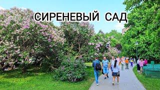 СИРЕНЕВЫЙ САД - КОТоПрогулка по Москве, 27 мая 2023 г.