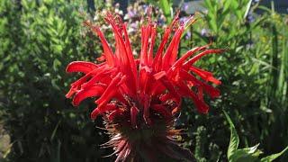 Scarlet Bee Balm (Monarda didyma)