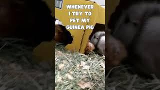 WHENEVER I TRY TO PET MY GUINEA PIG