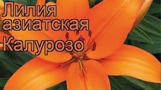 Лилия азиатская Калурозо (lilium калурозо)  Калурозо обзор: как сажать, луковицы лилии Калурозо