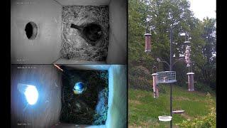  Live Bird Feeder Camera and Nest Box CCTV