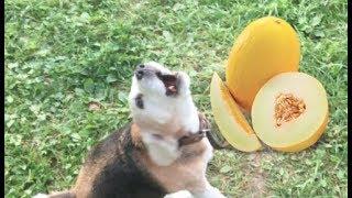 Usya the Dog Enjoys Some Fruit and Berries | Usya the Dog