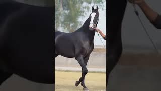 Stallion Bharat Ratan #marwarihorse #marwaristallion #trending #video