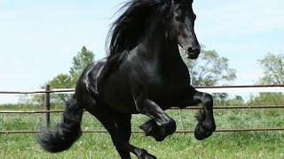 TOP 10 MOST BEAUTIFUL HORSE BREEDS IN THE WORLD 2021