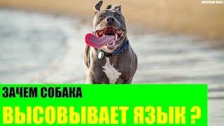 Зачем собака высовывает язык?