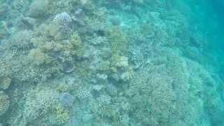 Athuruga 2015 - House reef + whale sharks