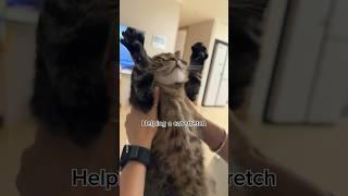 The cutest cat in the world stretching #shorts #funny #cat