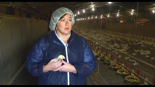 Biosecurity and Health Management on Chicken Farms