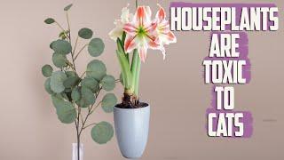 12 Common Houseplants Are Toxic to Cats - Are All Plants Safe For Cats