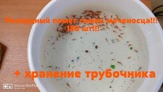 Самка меченосца родила 180 мальков! + хранение трубочника!!!