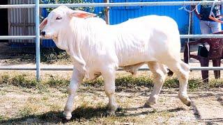 Best looking bull of Bangladesh