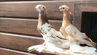 Узбекские голуби Pigeons الحمام Tauben  merpati کبوتر 鴿子 ハトkaʙūtar güvercinler porumbei 19/09/24