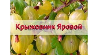 Крыжовник обыкновенный Яровой  Обзор: посадка и уход. крупномеры крыжовника: описание и особенности