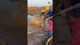 Why do Chinese people harvest the roots of fish mint plants? #fishmint #roots #shorts