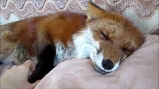 Cute Fox Really Likes Being Petted