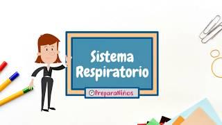 Sistema Respiratorio para Niños de Primaria ⏰ PreparaNiños.com