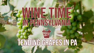 Tending Grapes in PA | Wine Time in Pennsylvania Episode 2