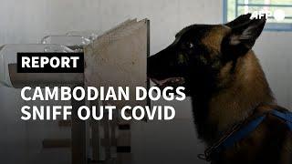From mines to Covid: Cambodia dogs train to sniff out virus | AFP