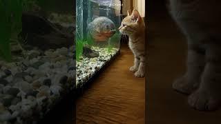 OMG! Cat is watching like a scientist—what’s the plan? #cat #catandmouse #trending