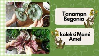 Tanaman begonia koleksi mami amel