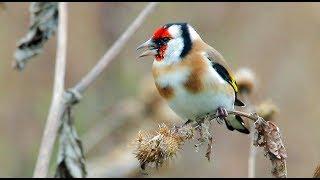 Щегол черноголовый (Carduelis carduelis) - European Goldfinch - Птица 2018 года в Беларуси!