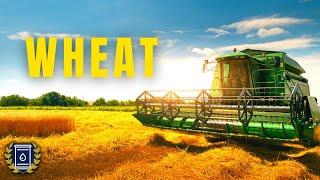 WHEAT Documentary: Everything You Ever Wanted to Know about Wheat