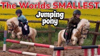 THE WORLDS SMALLEST JUMPING PONY