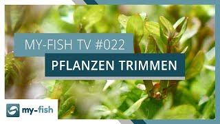 Pflanzen trimmen und vermehren | my-fish TV