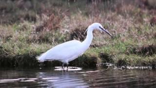 BTO Bird ID - Little Egret and Great White Egret