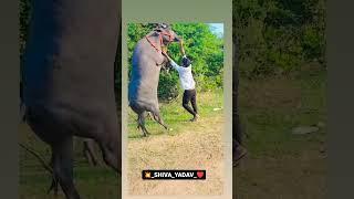 #sadar #bull #sadarfestival #yadav #yadavbrand#viral #trending