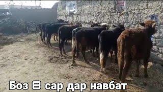 Боз 8 сар дар навбот ,  савдо шуд