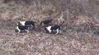 old run part 1 beagles running rabbits