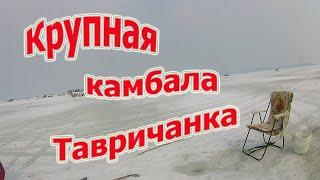 Ловля крупной камбалы Тавричанка.  Амурский залив.