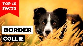 Border Collie - Top 10 Facts