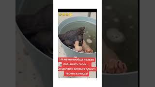 На мужа нельзя кричать… особенно если он кот!