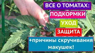 ВСЕ ЧТО НУЖНО ЗНАТЬ О ТОМАТАХ ЭТИМ ЛЕТОМ!