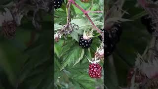 #blackberry #mûre  #Brombeere #shorts