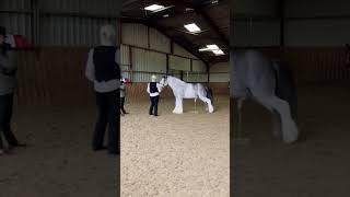 Show pony pees right in front of the judge #shorts #lol #horses #equestrian