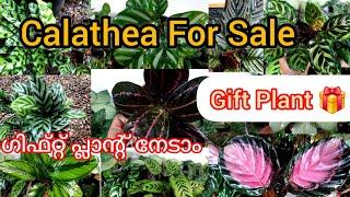 20 രൂപ മുതൽ കലാത്തിയ ചെടികൾ/ Calathea plants for sale #giveaway#garden#plantsale#calathea#sale#video