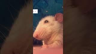 Welcome to our channel dedicated to the wonderful world of pet rats!