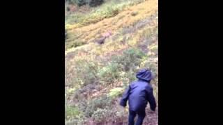 4 year old throws rocks at deer