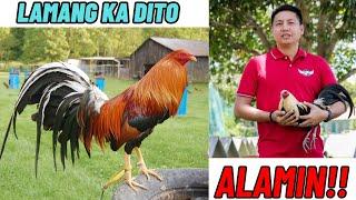 Preconditioning Tips : Alamin Kung Papaano At Gaano Kahaba