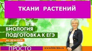 Ткани растений. Ксилема и флоэма и многое другое.Подготовка к ЕГЭ и ОГЭ по биологии