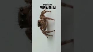 Jumping Spider Playing Music Drum | Killing the Fly Later | Fun and Thriller | #shorts