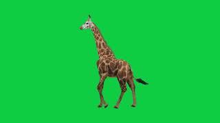 Green screen  giraffe video HD